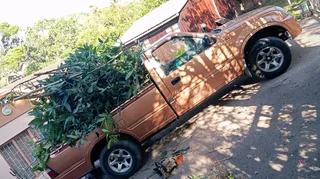 Tree felling and removal