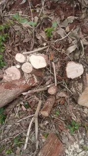 Tree felling and removal