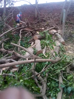 Tree felling and removal