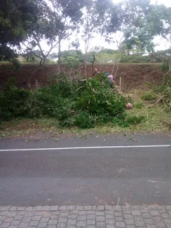 Tree felling and removal