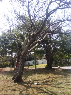 Tree felling and removal