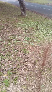 Grass cutting and once off clearing