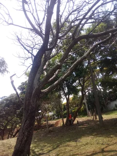 Tree felling and removal