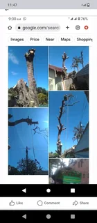 Tree felling and garden service in Durban and surrounding areas