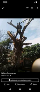 Tree felling and garden service in Durban and surrounding areas