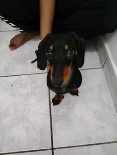 Daschund puppy
