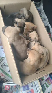 Beautiful big breed pups