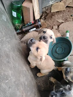 Big breed cross pups