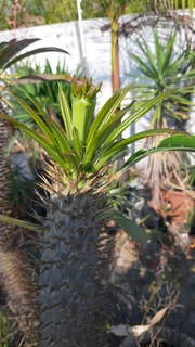 Madagascar Palm Trees (Pachepodium Lamerei)