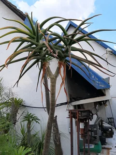 Tree Aloe (Aloe Barberae)