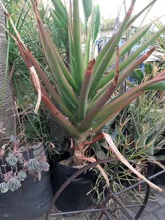 Tree Aloe (Aloe Barberae)