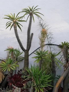 Madagascar Palm Trees (Pachepodium Lamerei)