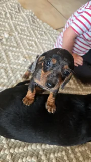 Dapple male datchhund puppy