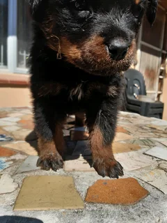 Female pup for sale
