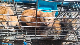 4 Katjies soek dringend huis.