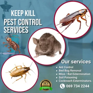 Cockroaches… Fumigation Serv