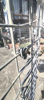 2nd hand Koi dam for sale