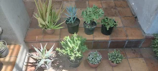 Healthy plants for sale