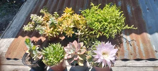 Healthy plants for sale