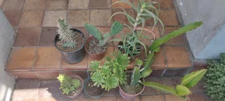 Healthy plants for sale