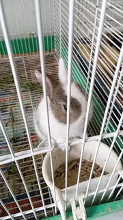 Dwarf bunny Rabbits for sale