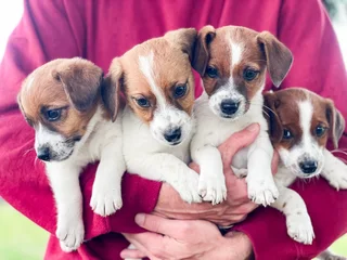 Pedigree Jack Russell Puppies!