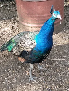 Peacocks for sale