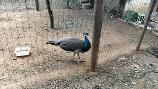 Peacocks for sale