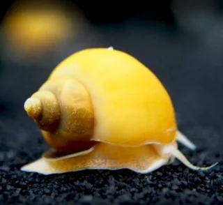 Baby Apple snails for sale