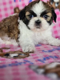 Beautiful Imperial Shih Tzu puppies for sale