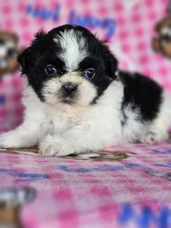 Beautiful Imperial Shih Tzu puppies for sale