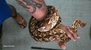 Reptile for sale... Dumeril boa