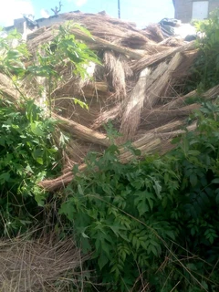 Thatching grass for sale