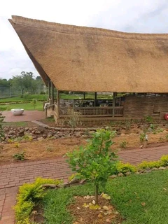 Thatching grass for sale