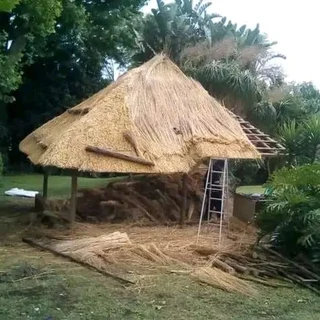 Thatching grass for sale