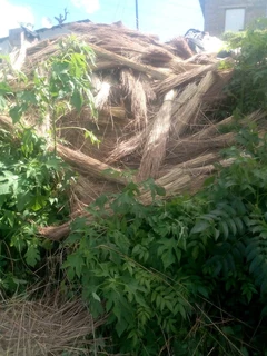 Thatching grass for sale