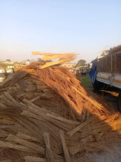 Thatching grass for sale and repair