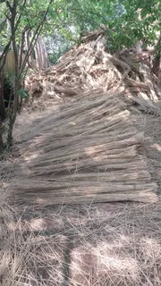 Thatch grass for sale and repairs