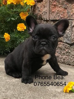 Frenchton (50%) Girls for Sale &#64;0765540654