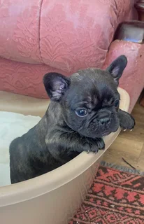 Frenchton Puppies looking for Loving Homes