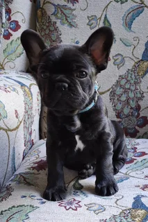 Frenchton Puppies looking for Loving Homes