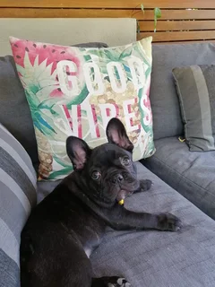 Frenchton Puppies looking for Loving Homes