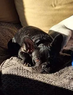 Frenchton Puppies looking for Loving Homes
