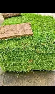Grass for sale
