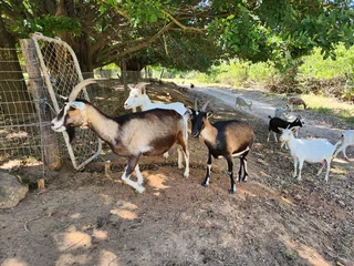 Milk goats for sale