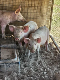 Pigs for sale