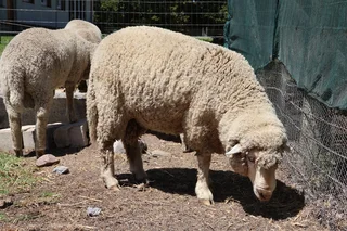 Sheep for sale - rams