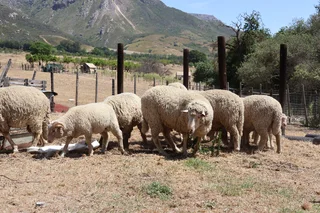 Sheep for sale - rams