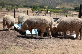 Sheep for sale - rams