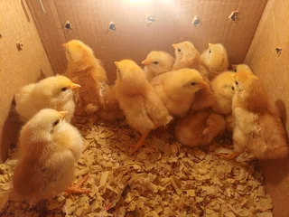 Week old chick's for sale